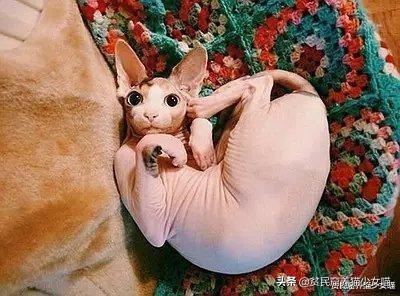 辟谣：无毛猫不是一个猫品种，也算不上是猫咪过敏者的福音