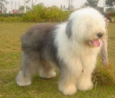 常见狗狗价格排行,狗狗价格以及品种大全