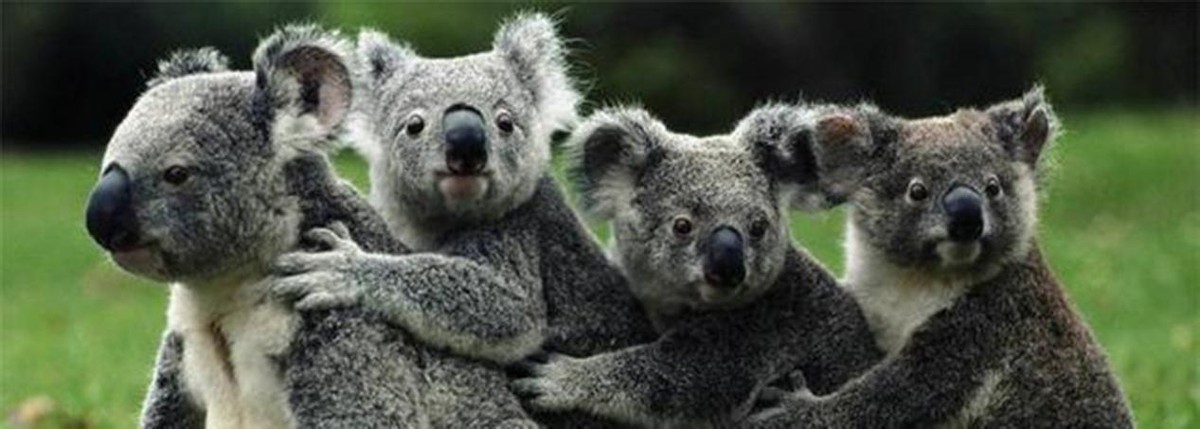 澳洲野兔泛滥成灾黑白视频,澳大利亚野兔繁衍成灾视频