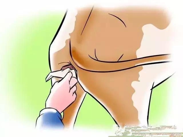 给牛人工授精关注哪些,给牛人工授精教学