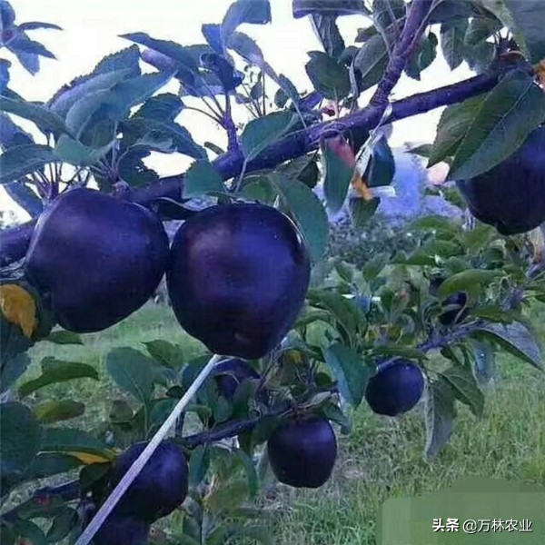 又黑又大的苹果,世界上真有黑色的苹果吗
