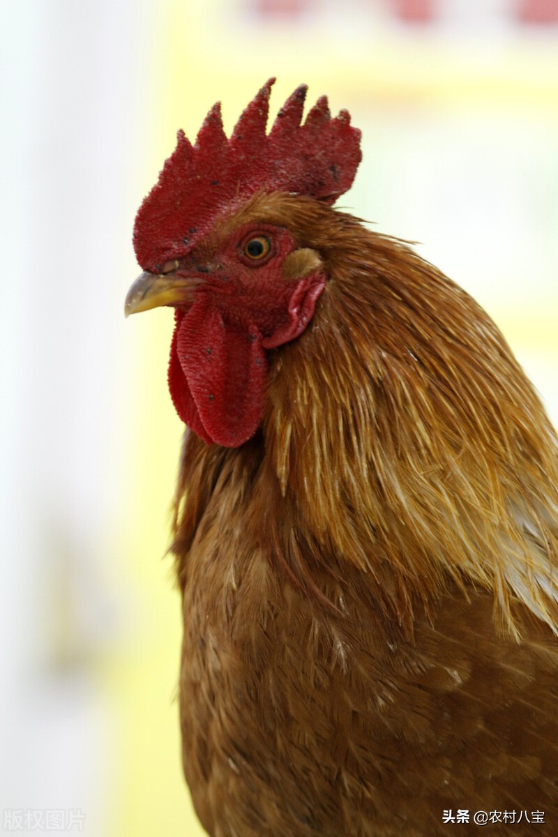 家鸡有好多小虫子是什么,老鼠身上的小虫子怎样彻底消灭掉