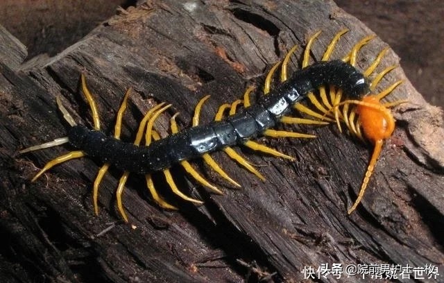 被蜈蚣咬伤关注3点,蜈蚣咬伤用什么草药