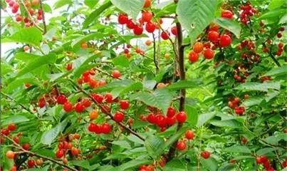 鍗佸牥51鍑鸿鏀荤暐,婀栧寳鍗佸牥鏃呮父鏀荤暐浜斾竴