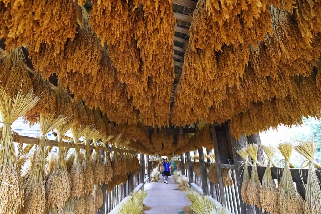 广西哪个地方的大米最好吃,广西十大优质米排名