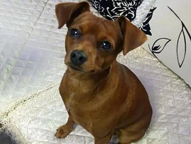 狗狗一直咬自己的脚是怎么回事,狗狗没事老舔爪子