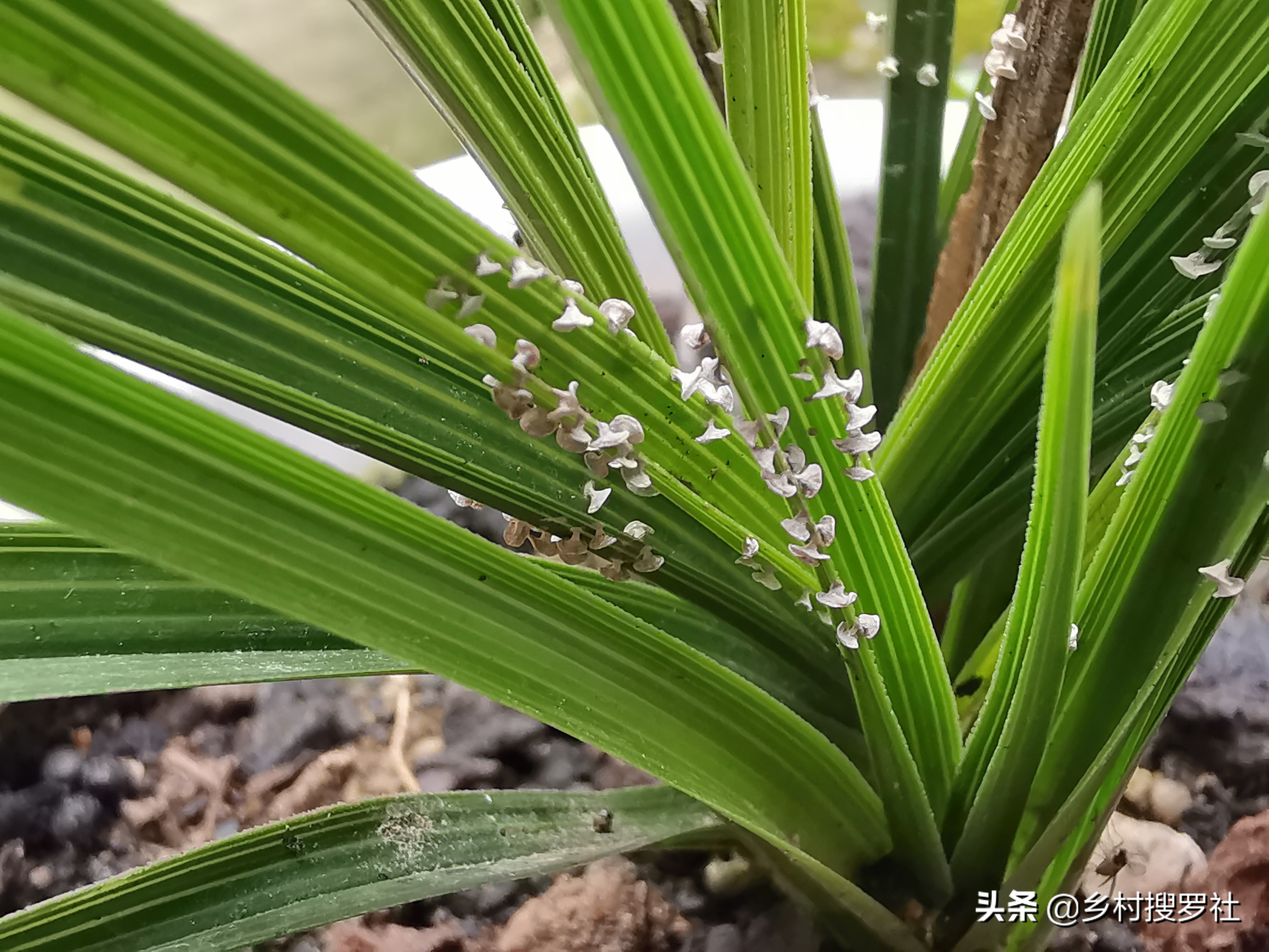 兰花叶片上的黑点是什么虫,兰花叶片有虫斑叶片会变黄吗
