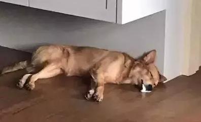 狗狗口吐白沫无精打采,2个月狗狗口吐白沫有点水