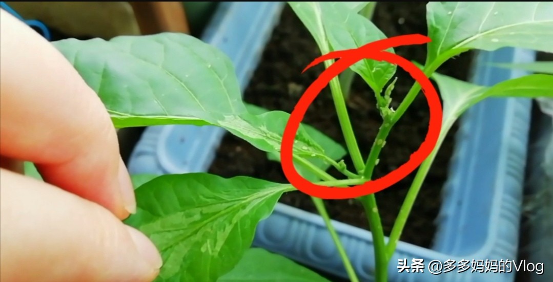 辣椒苗西红柿苗上的蚜虫用什么治,盆栽辣椒长蚜虫怎么办