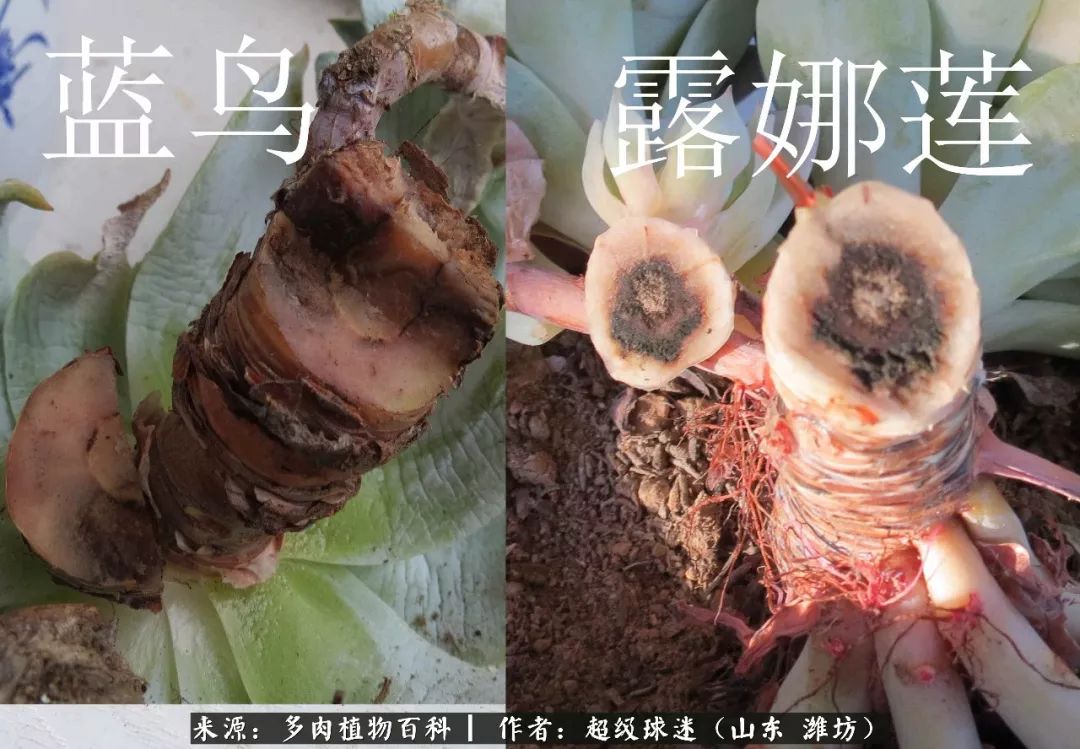 多肉黑茎咋办,多肉黑菌