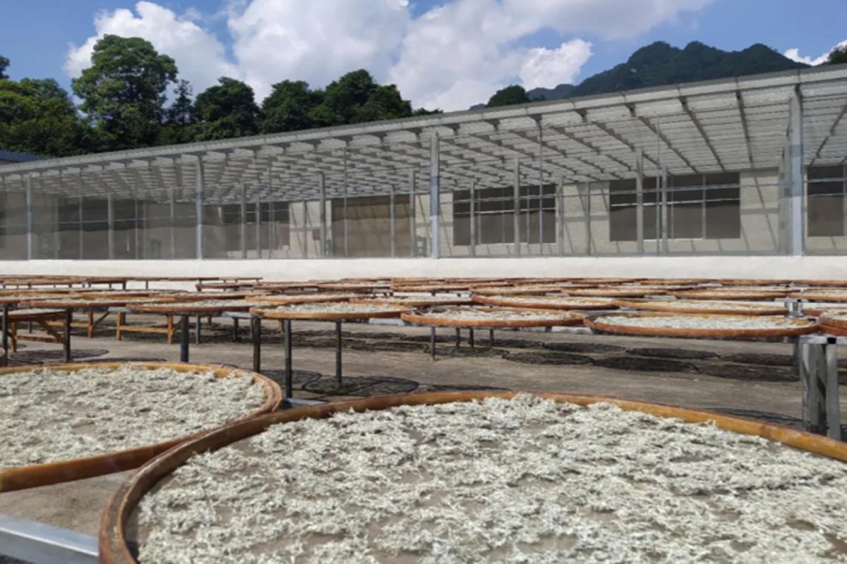 正宗莓茶春茶,茶香莓茶