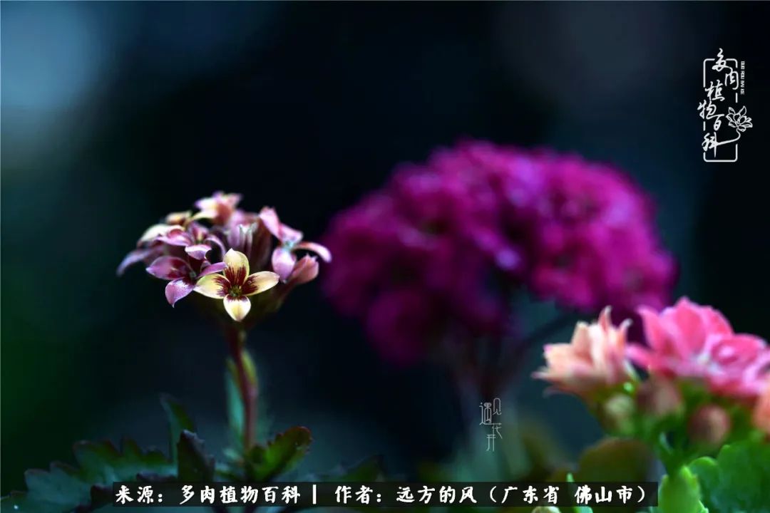 那些花儿在每个角落静静为你开着,那些花儿在每个角落静静地绽放