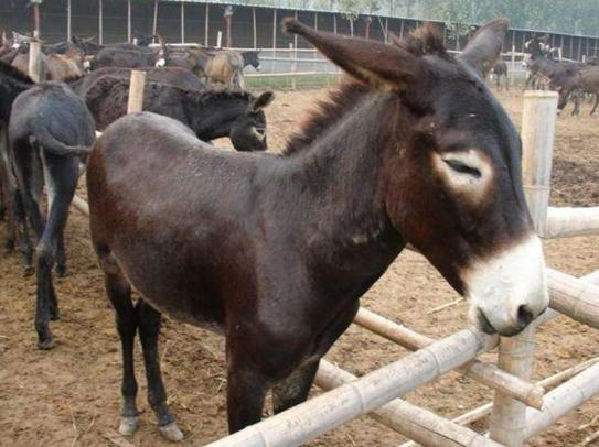 驴子怎么饲养,驴子的养殖技巧