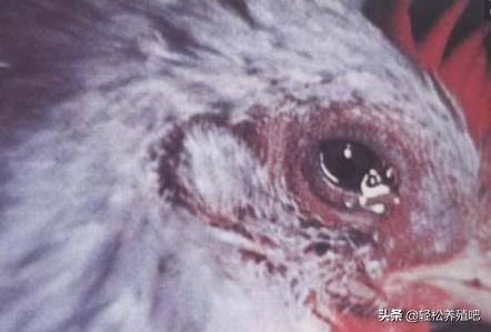 「养殖分享」鸡眼睛肿，流眼泪，原因知多少