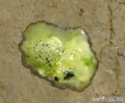 蛋鸡拉白稀粪喂什么药,蛋鸡拉绿粪怎么回事