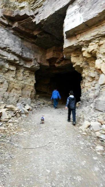 伸舌头的小鹿犬,爱洗澡的小鹿犬