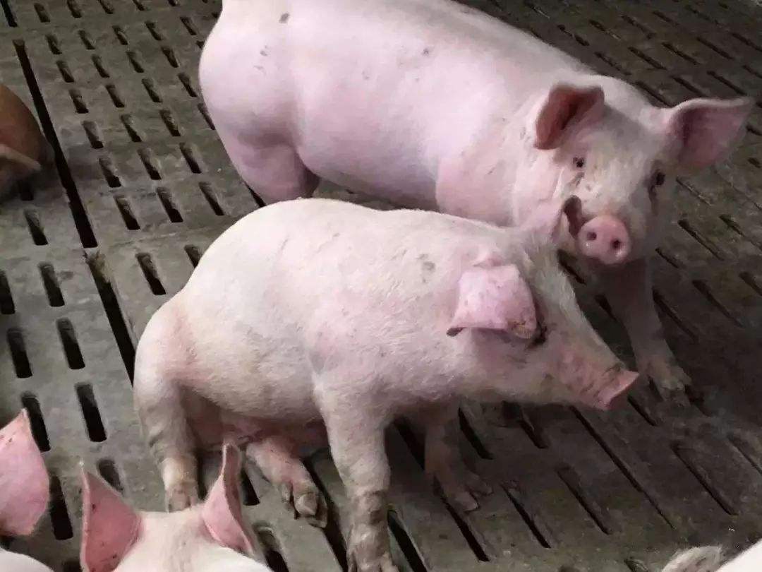 猪打疫苗应激什么原因,猪打疫苗应激怎么办用什么药