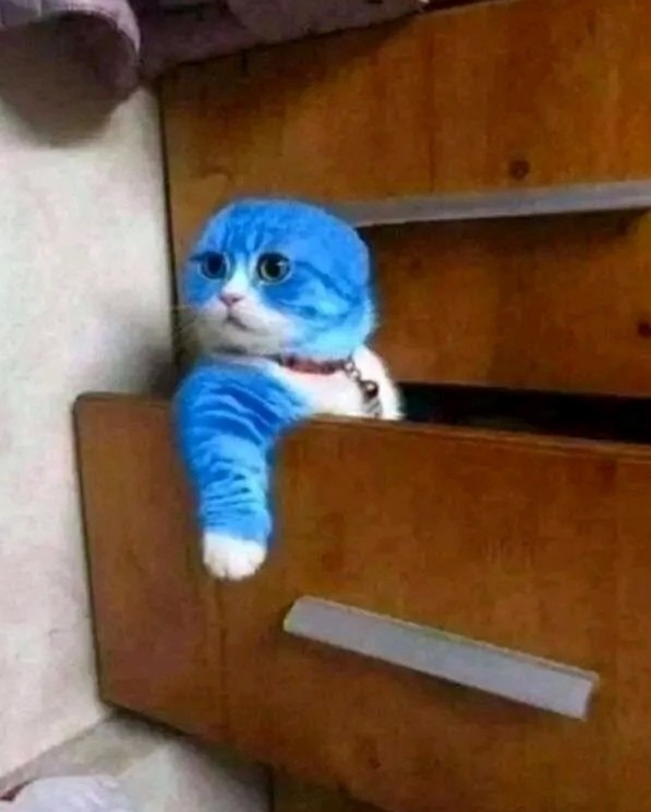 小猫捣蛋搞破坏,小猫总捣蛋弄坏家里的东西