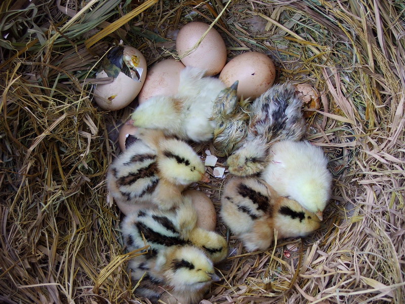 小鸡孵化22天未出壳也不叫怎么办,小鸡23天还没出来怎么办