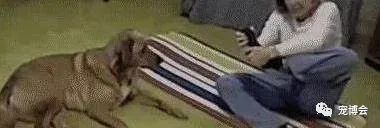 盘点狗狗被吓了一大跳,盘点被吓坏的狗狗