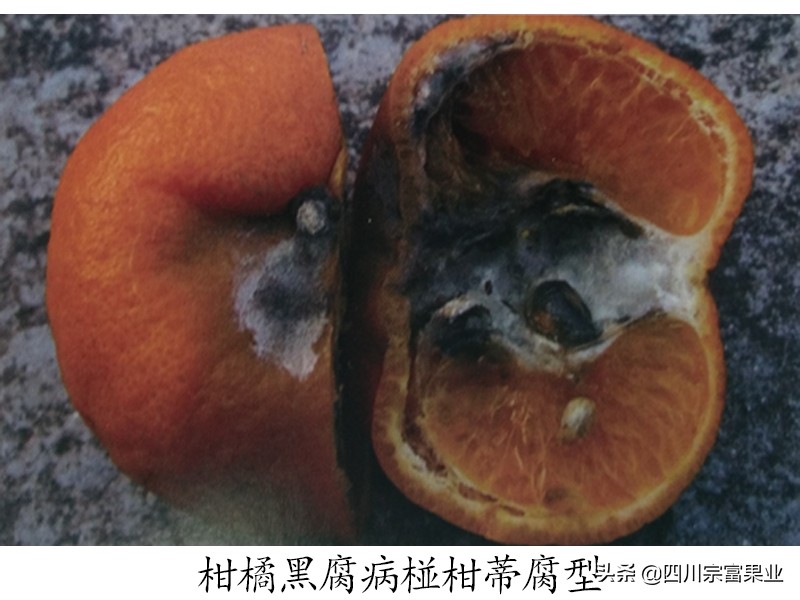 柑橘黑心病的治疗方法,柑橘有点腐烂是什么原因