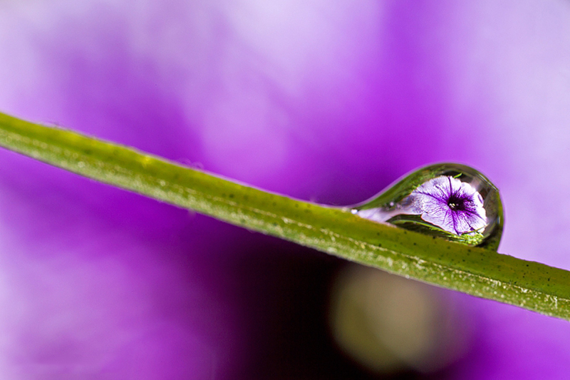 拍摄水滴花技巧,水珠花微距拍摄技巧