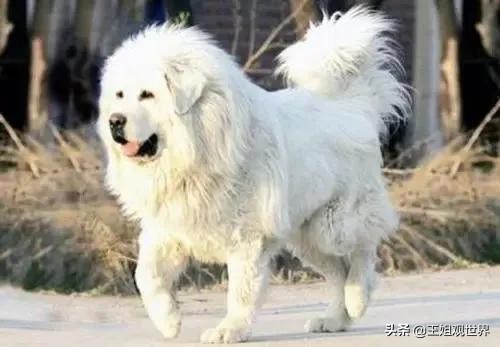 家里没矿的不建议养这5种狗实在是太费钱了