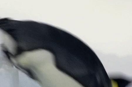 喜羊羊与灰太狼原始世界纪录片,喜羊羊与灰太狼每部片讲述的道理