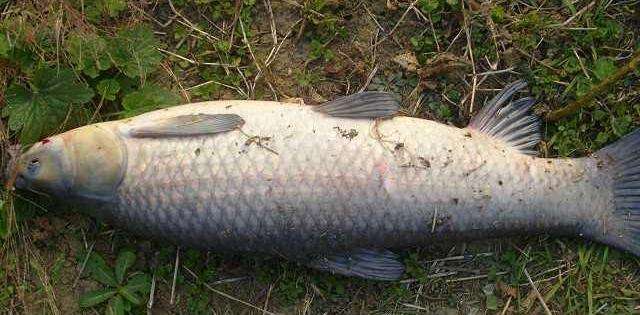 水库钓青鱼手竿线组,5.4手竿钓青鱼怎么调漂