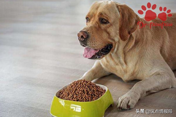哮喘的症状狗狗,狗狗哮喘的症状和治疗方法