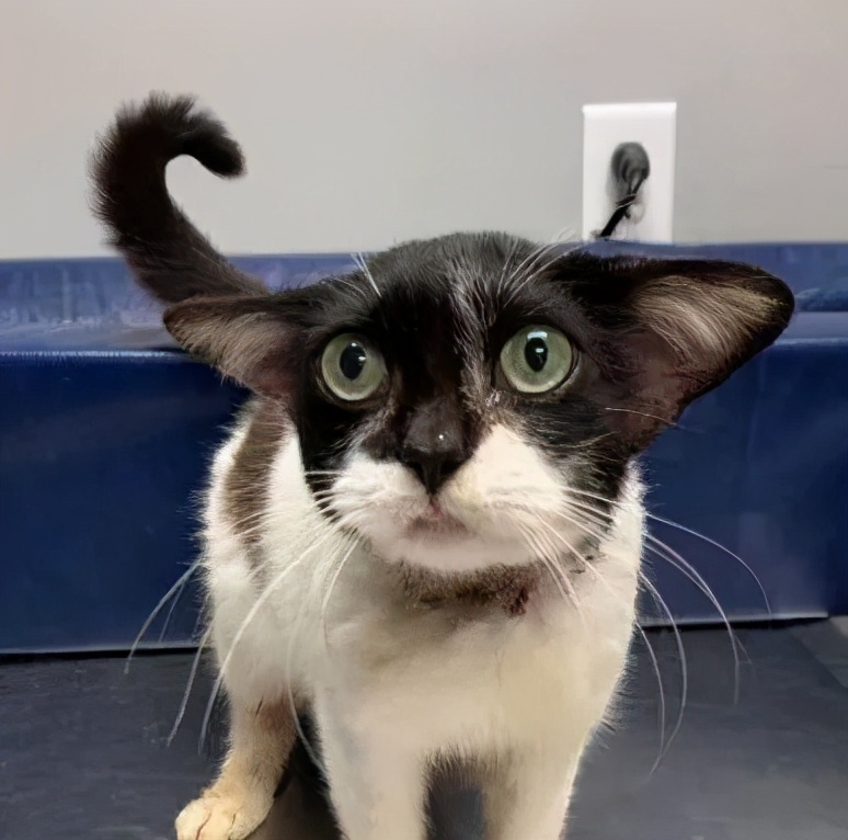 捡了一只流浪狗黑色泰迪,捡到一只流浪雪纳瑞