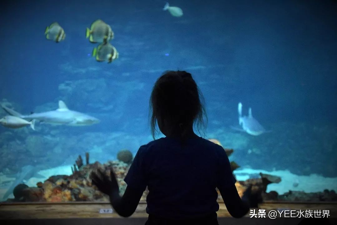 新买个大鱼缸不知道养什么,新手入手鱼缸推荐