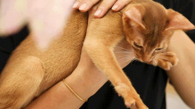 仙女猫专卖店介绍,仙女猫专卖店一览表