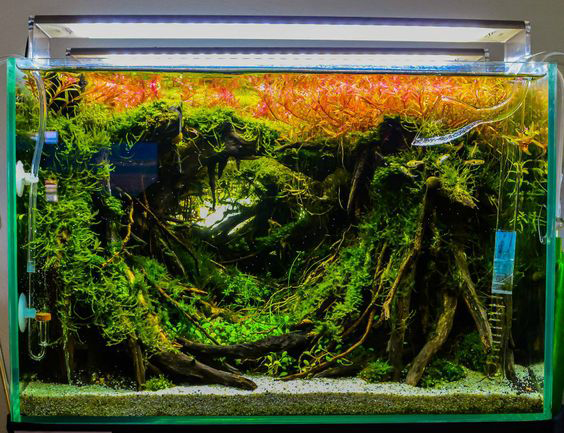 草缸有必要用专业的灯吗,草缸用普通的led灯可以吗