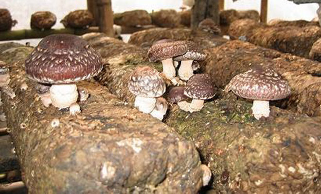 袋料香菇出菇期管理技术,袋料香菇怎么管理