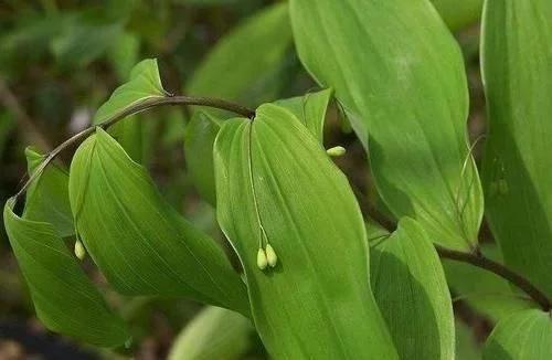 类似黄姜药材的植物,长得像洋姜的野生植物