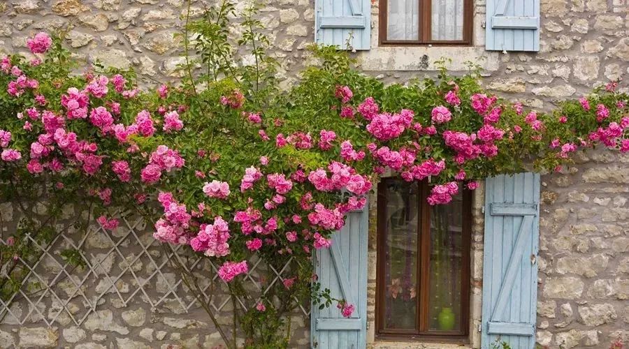 背倚青山是什么意思,背倚青山面朝绿水下一句