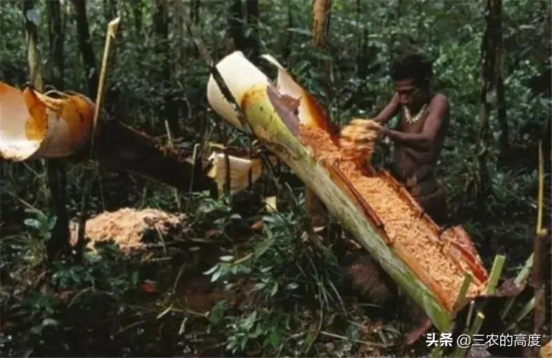 产米的是什么树,米树是什么植物