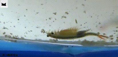 抱卵的虾死了卵能孵化吗,虾卵漂浮在水面还能孵化么