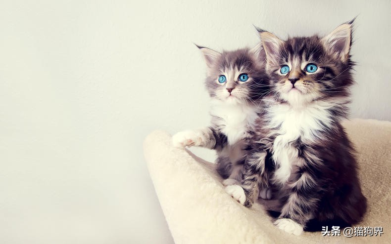 猫咪总是吃土是什么原因,猫咪老是吃头发怎么解决
