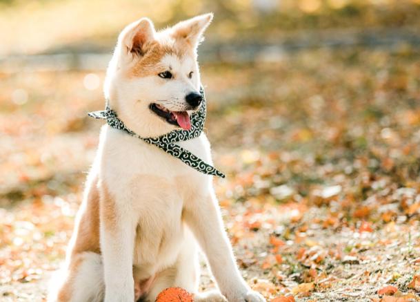 小狗吃自己的便便怎么办，有些情有可原，有些可千万小心，请收藏