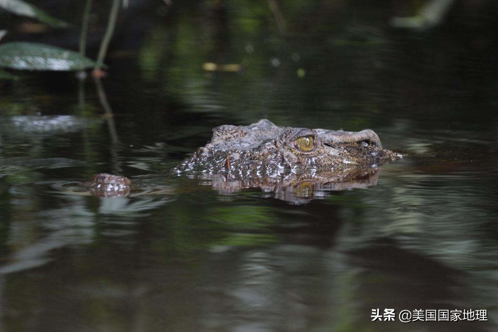 为什么红毛猩猩的脸有的大有的小,红毛猩猩为什么长得不一样