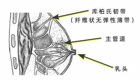 跑步会不会造成乳房下垂,跑步可以改善臀部下垂吗