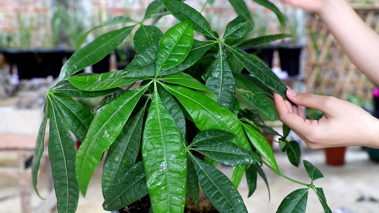 不会养文竹掌握4个方法枝叶翠绿,不会养栀子花教你6个方法