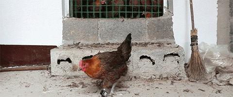 没有传染源怎么得脚气了,脚气病菌是怎么得的