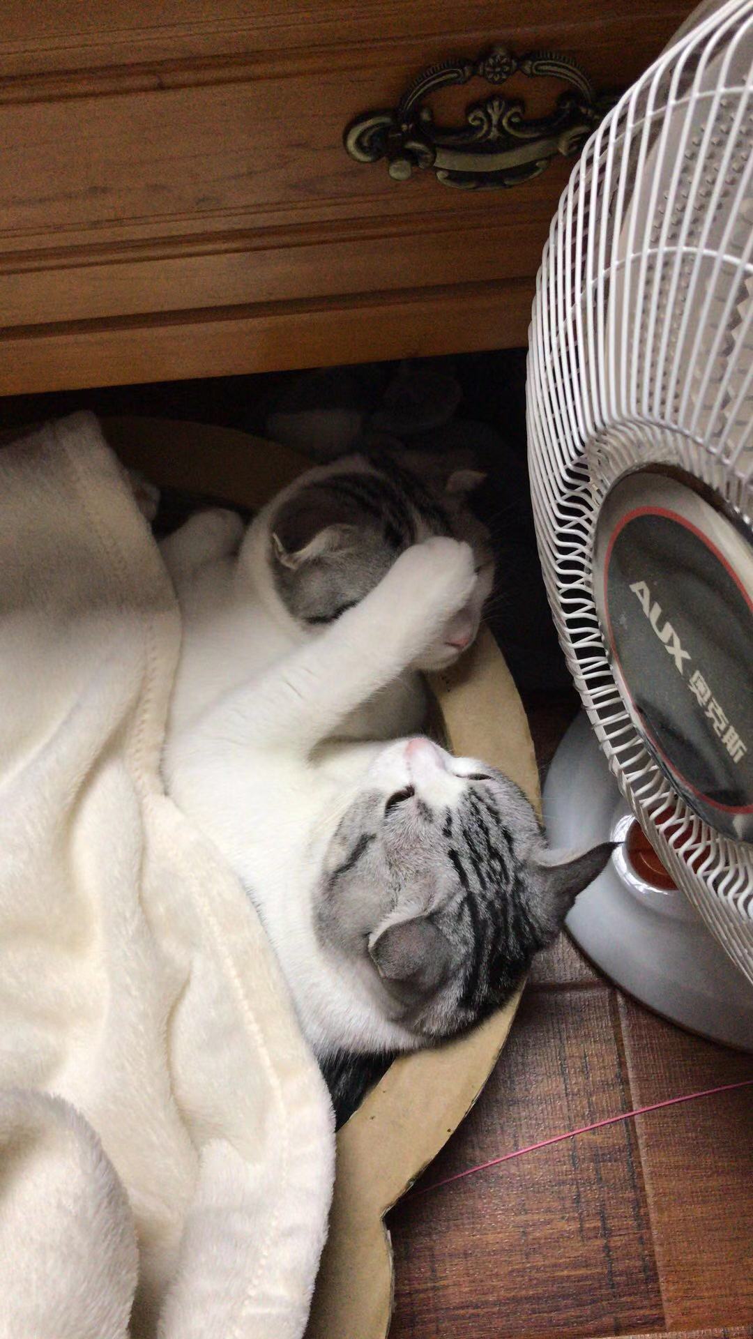 第一次养猫给猫洗澡的关注事项,养猫攻略之如何给猫咪洗澡