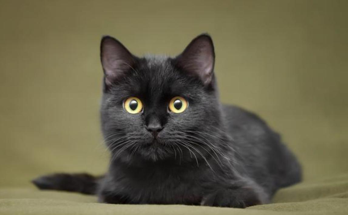 中华田园猫黑猫绿眼,中国田园猫咪黑猫