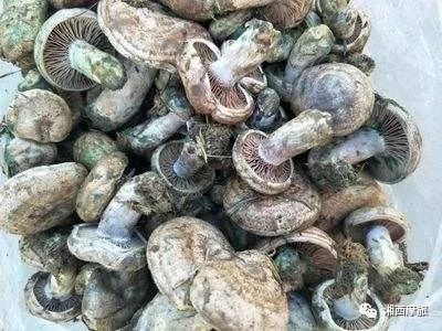 湘西周边摩旅路线推荐,想旅游去哪里找攻略