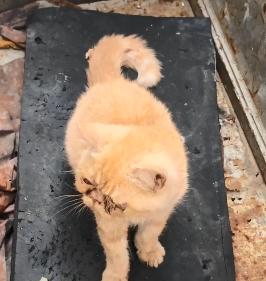 救助流浪猫加菲猫,被遗弃刚出生不长的加菲猫