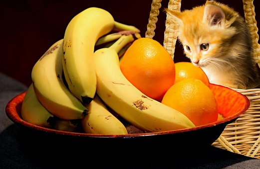 猫咪可否长期吃素？违反大自然定律或生理设计，必定会有反效果